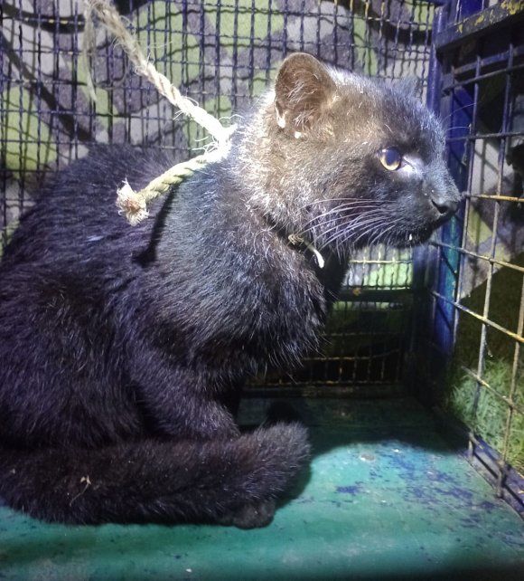 La cachorra de pantera negra fue hallada en un depósito de Prefectura Naval de Arroyo Seco.
