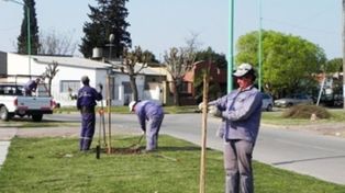En barrio Sur se pone en marcha el Plan de Arbolado para toda la ciudad