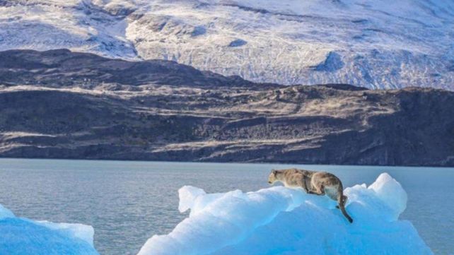 Las imágenes del puma sobre el témpano comenzaron a hacerse virales.