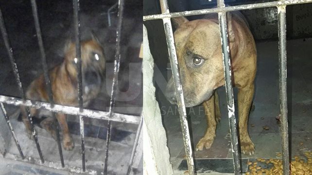 Denuncian que un pitbull terminó en un calabozo por falta de protocolos