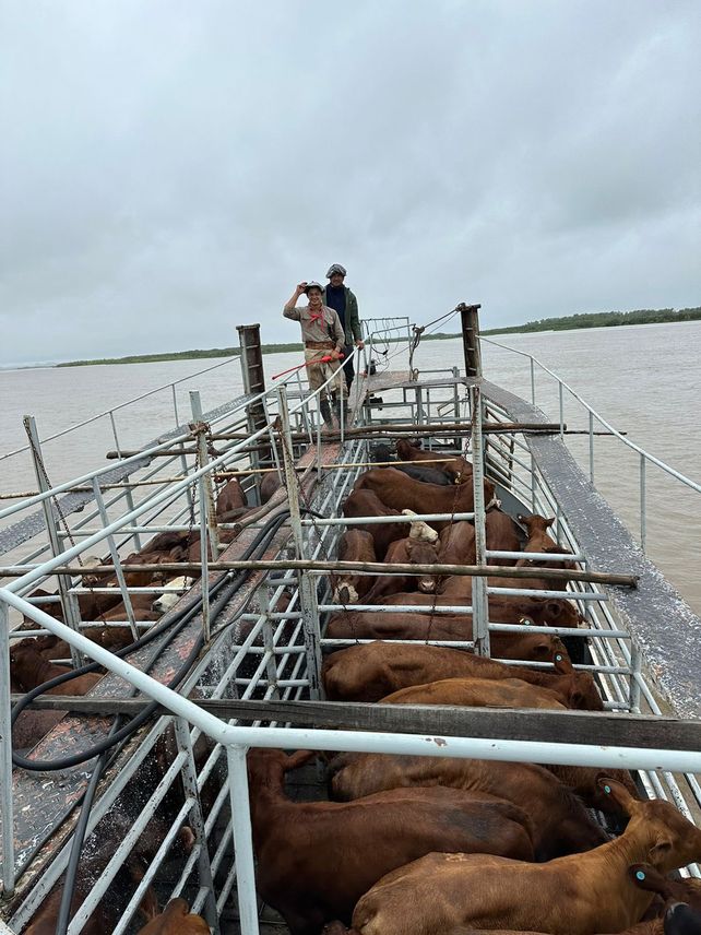 Se viene la crecida del Paraná: aceleran la evacuación de 600 mil cabezas de ganado de las islas