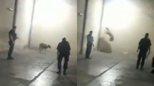 El ciervito sufrió lesiones al intentar escapar del garaje.