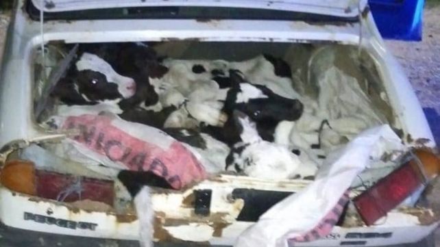 Los terneros estaban metidos en el baúl y el asiento trasero. Los terneros estaban metidos en el baúl y el asiento trasero.
