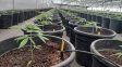 Crearon la Mesa Estratégica de Cannabis y Cáñamo Industrial