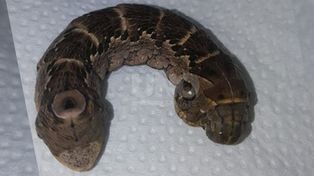 Apareció una oruga serpiente en Villa Minetti