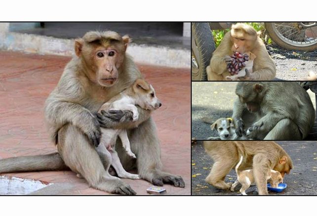 Monito solidario adopta cachorro y lo alimenta