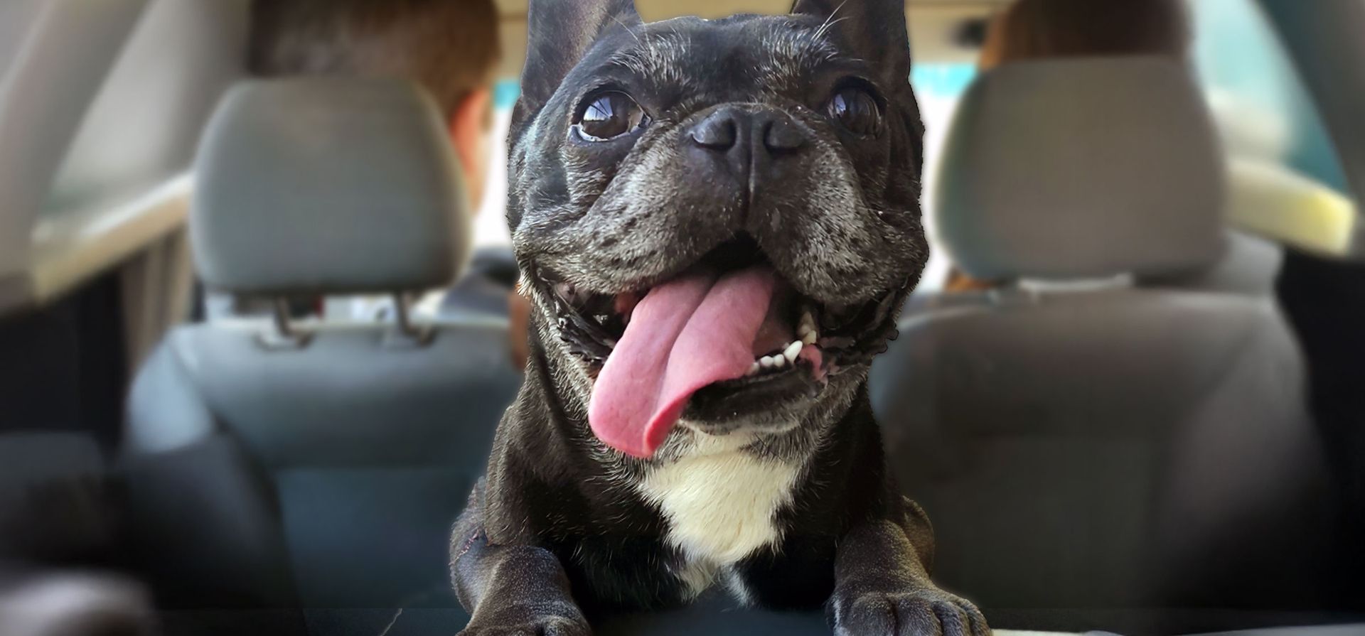 Perros y gatos: ventajas y riesgos de convivir con las mascotas