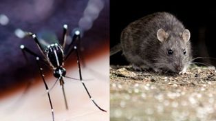 Son 10 los casos de dengue confirmados