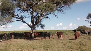 Fomentar el arraigo rural: el caso de la Colonia Productiva Guardamonte
