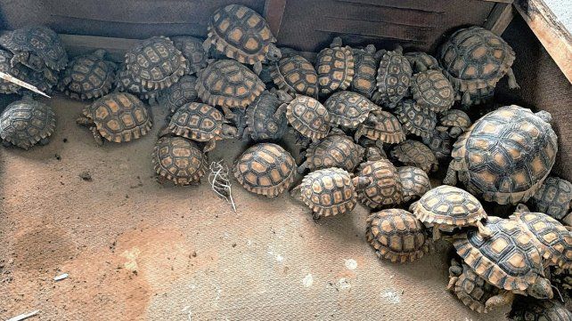 Allanamientos en Paraná y en otras provincias por tráfico de fauna silvestre