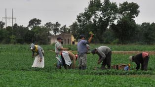 Quinteros en jaque por la suba de costos tras la devaluación