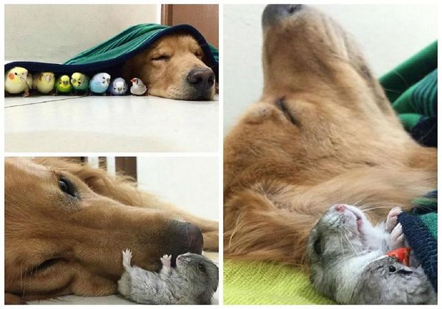 El perro amigo de aves y hamsters furor en Instagram