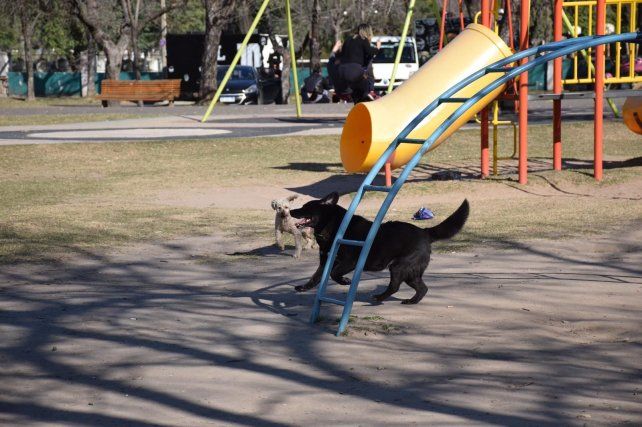 Piden el cambio de los areneros de las plazas de la ciudad para evitar la transmisión de enfermedades.