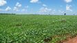 La siembra de soja bate un nuevo récord al alcanzar los 1,15 millones de hectáreas en una semana