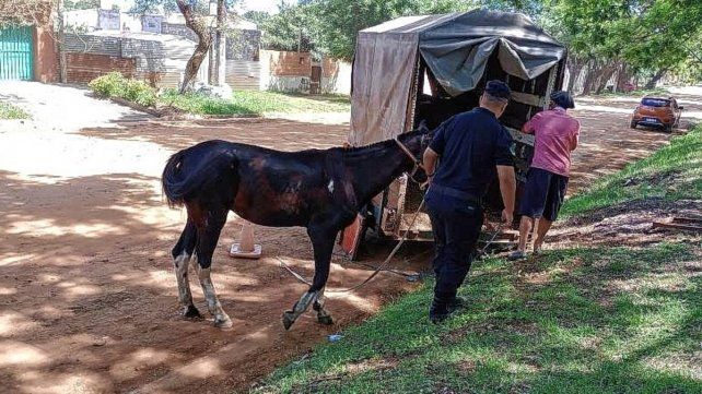 El equino fue enviado al Refugio Ecuestre