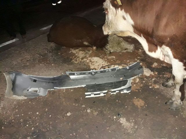 No pudo evitar chocar vacunos sueltos en la ruta 130