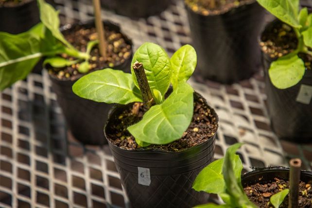 Estudian cómo los virus infectan a las plantas