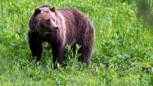 Un oso mató a una ciclista y lo buscan para sacrificarlo