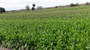 Negocio familiar. En la zona Oeste de Rosario están las cuatro hectáreas que trabaja la familia Chirieleison. Producen verdura de hoja, fundamentalmente.&nbsp;