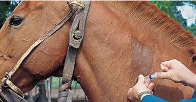 La muerte de los caballos de polo: admiten un error en un suplemento vitam&iacute;nico