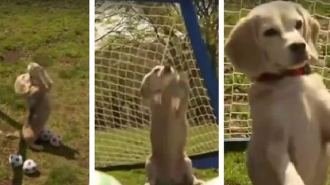 Perro arquero causa ternura en Facebook