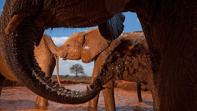 National Geographic presentó sus mejores fotografías de vida salvaje