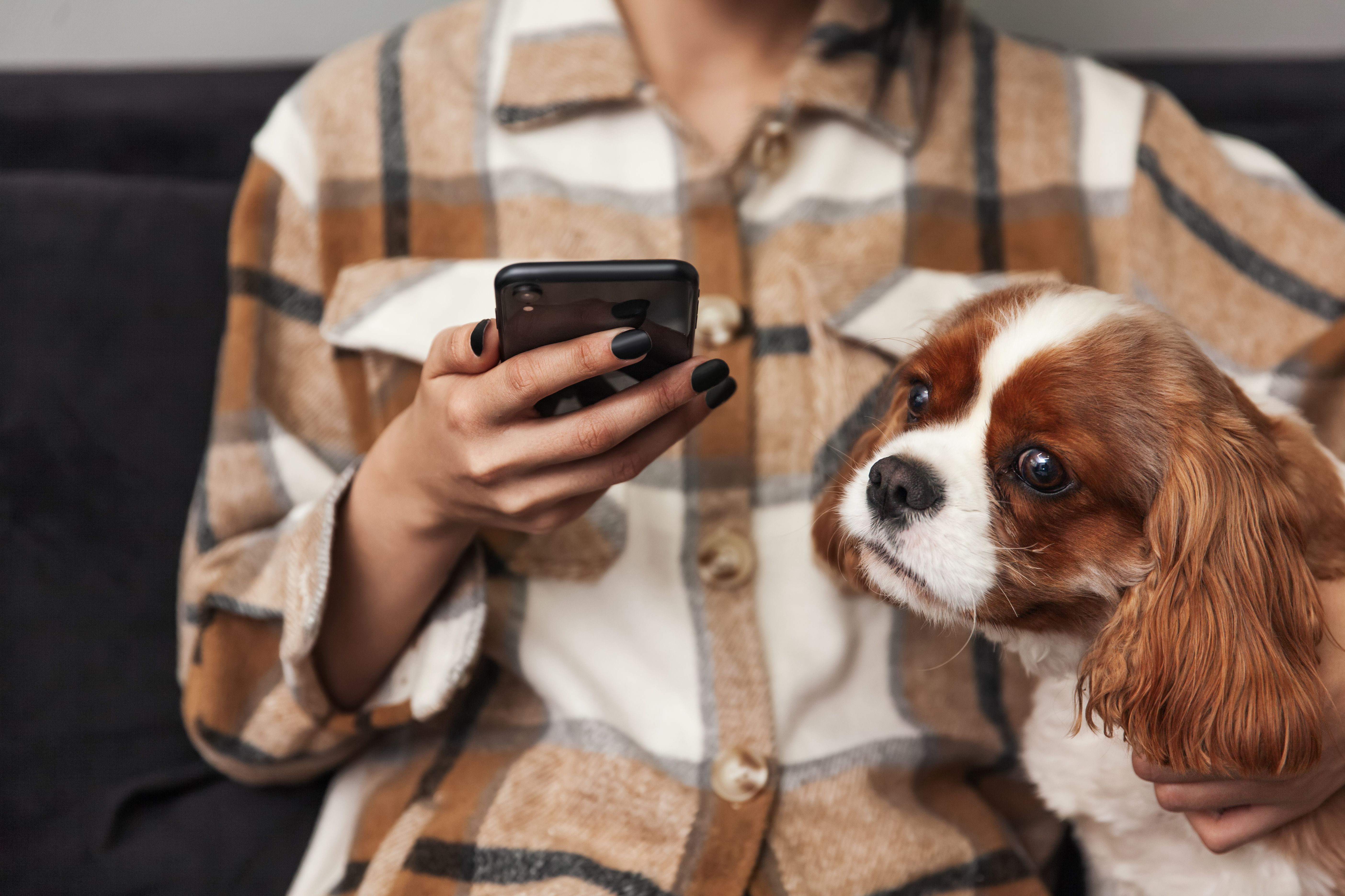 Televeterinarios online: una aplicación de atención virtual 24 horas para mascotas