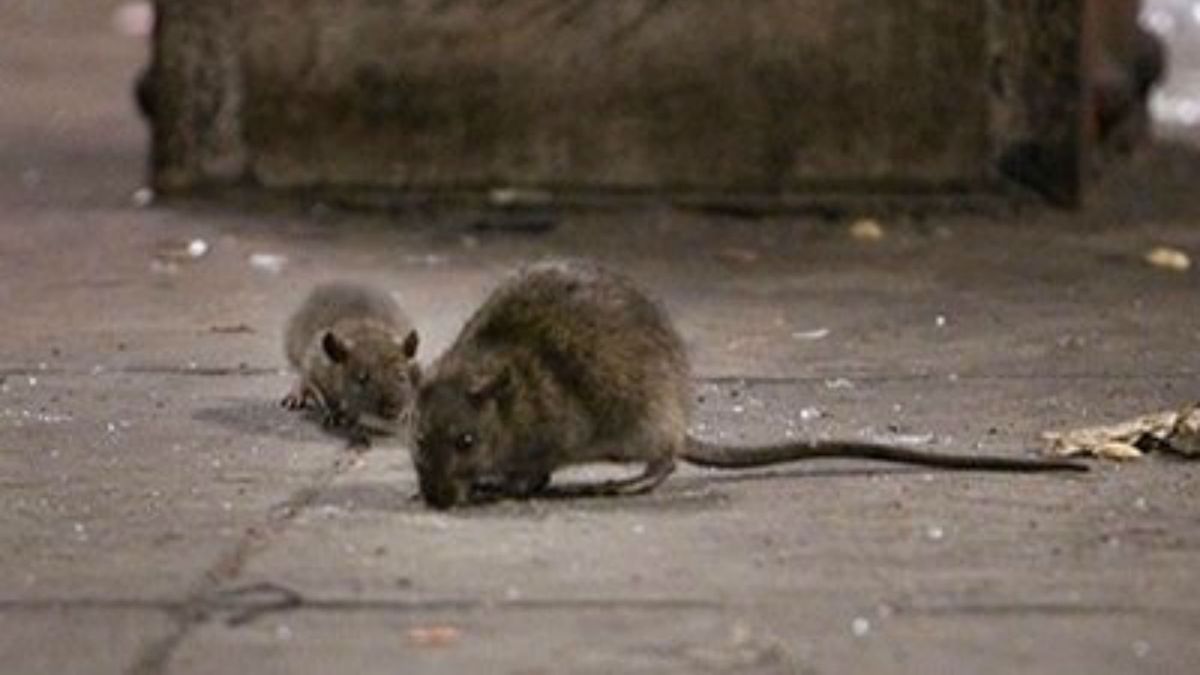 Cómo detectar si hay ratas en una casa y cuáles son las especies que ...