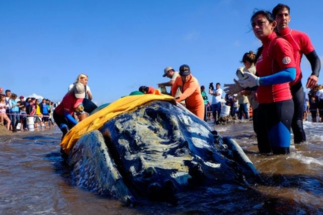 La ballena se encalló y esperan que suba la marea a las 7.30.