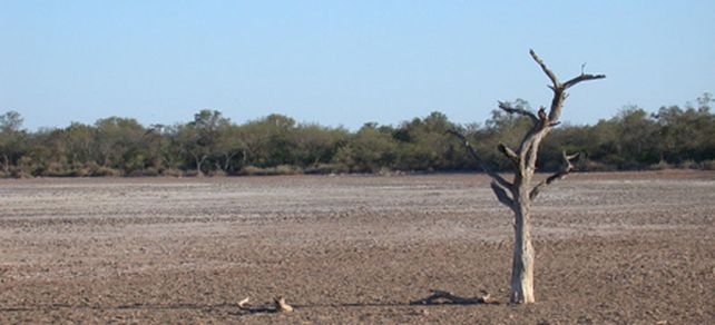 Por la sequ&iacute;a, productores chaque&ntilde;os venden ganado a bajo precio y no siembran trigo