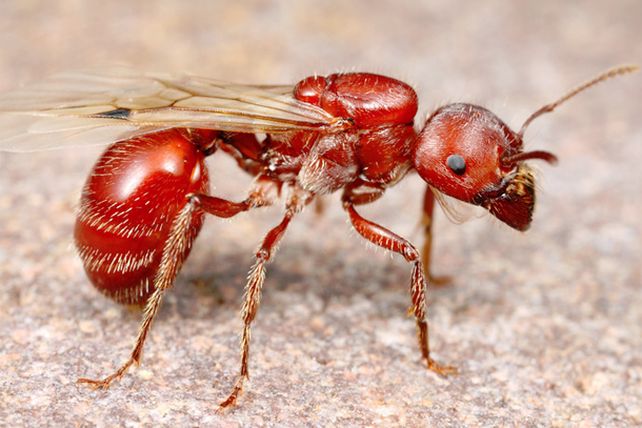 Las diez picaduras más dolorosas en el planeta
