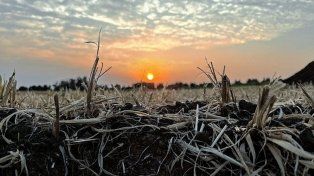 Especialistas de Paraná y de otras unidades de INTA del país buscan incrementar productividad y competitividad mediante un modelo sustentable