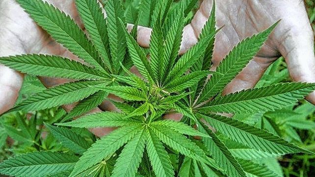 Promulgaron la ley de cannabis medicinal y cáñamo industrial