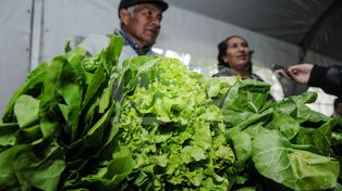 Tras la lluvia y el granizo, anticipan que las verduras de hojas costarán el triple