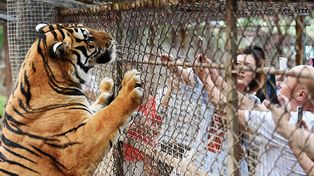 Un tigre mató a una turista que se bajó de un auto en un parque zoológico