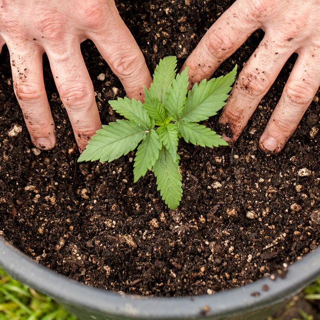 Arranca en el Senado santafesino el debate por el autocultivo de cannabis medicinal