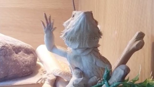 El camaleón que saluda a su dueño enamora a todos en la red