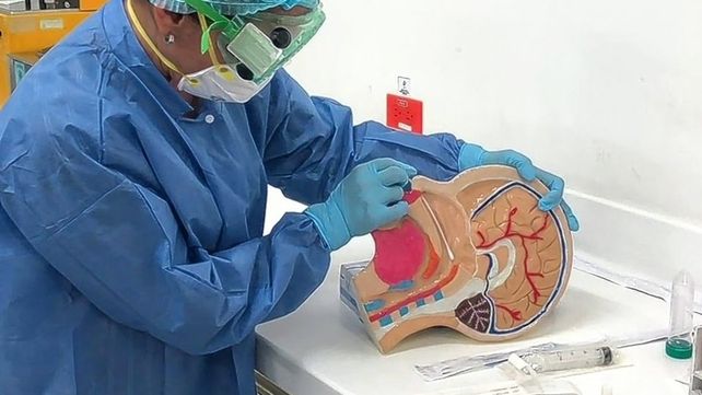 Analizaron el cerebro de 22 hombres y 11 mujeres