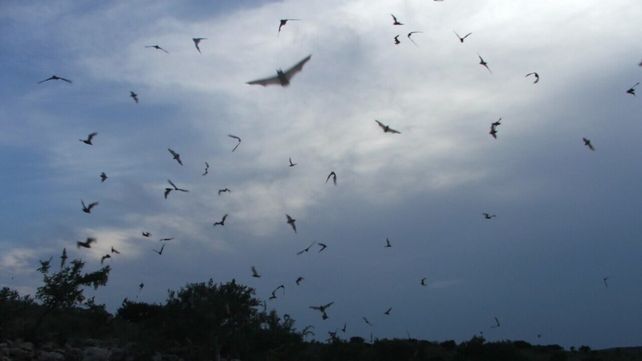 Los murciélagos suelen aparecer en abundancia con la llegada del calor y la presencia de insectos voladores.