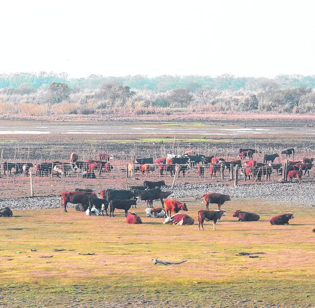 A nivel nacional ya que entre un 12% ó 13% del rodeo argentino está en zona de islas.