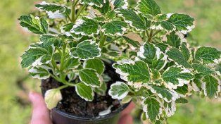 La planta repelente natural contra mosquitos y otras plagas