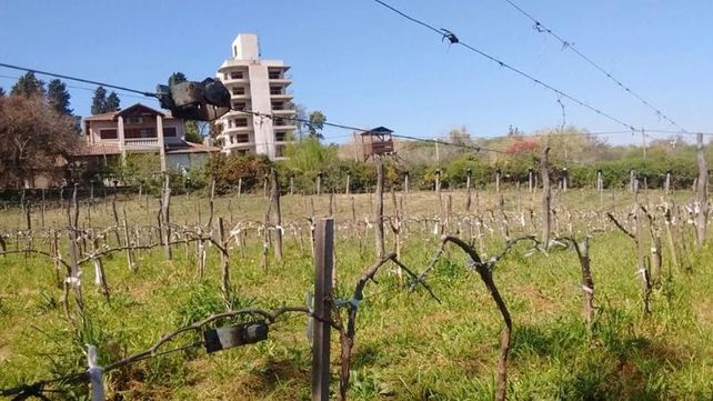 Hacen un relevamiento de viñedos para crear La ruta del vino entrerriano