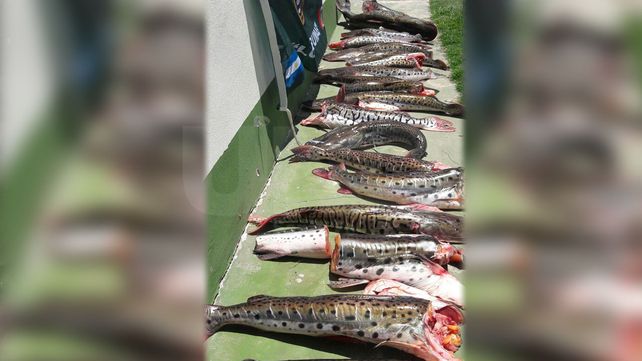 Secuestraron más de 120 especies depredadas en San Javier y Vera