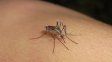 Volvieron los mosquitos a Santa Fe: especialistas advirtieron las causas y destacaron que no hay presencia de Aedes Aegypti