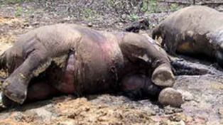 Mataron a Osama Bin Laden..., el elefante asesino de la India