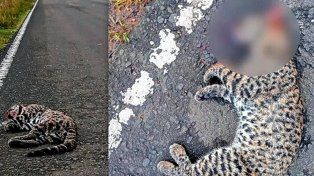 El gato montés fue encontrado en la zona rural de Pastor Britos, a unos 8 kilómetros al sur de Urdinarrain.