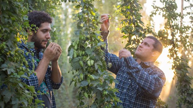 Unico. El lúpulo es el ingrediente menos reconocido de la cerveza si se lo compara con los otros tres: malta
