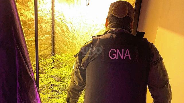 Gendarmería irrumpió en una casa usurpada y halló un vivero de marihuana