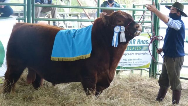 Villaguay: venta histórica de toro valuado en 5,3 millones de pesos