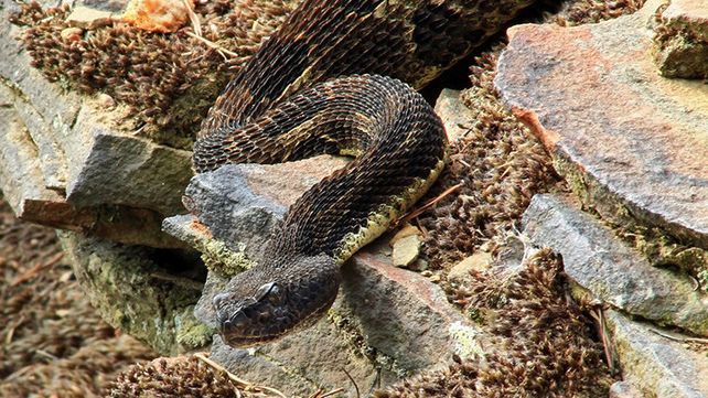 Se encontró con una serpiente de cascabel de dos cabezas en pleno trabajo